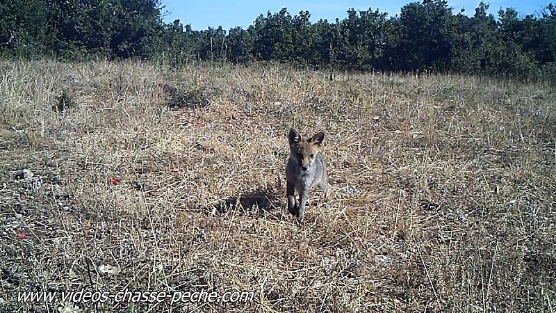 petit renard